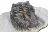 Bug-Eyed Coltraneia Trilobite Fossil - Ofaten, Morocco #359160-5
